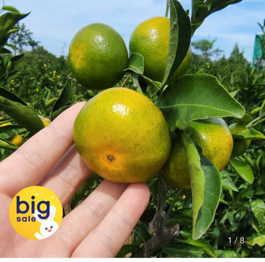 제주 타이벡 햇 노지 감귤 대과 4.5kg( 9600원/무료)