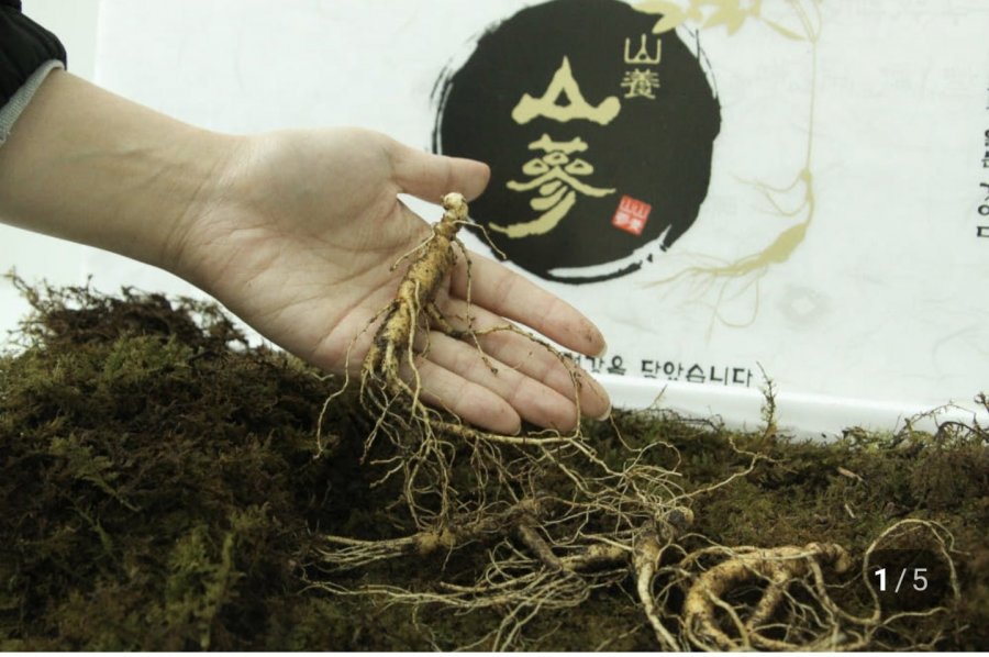 국산 산양산삼 5~10년 가정용, 선물용(59,000원~/무료)
