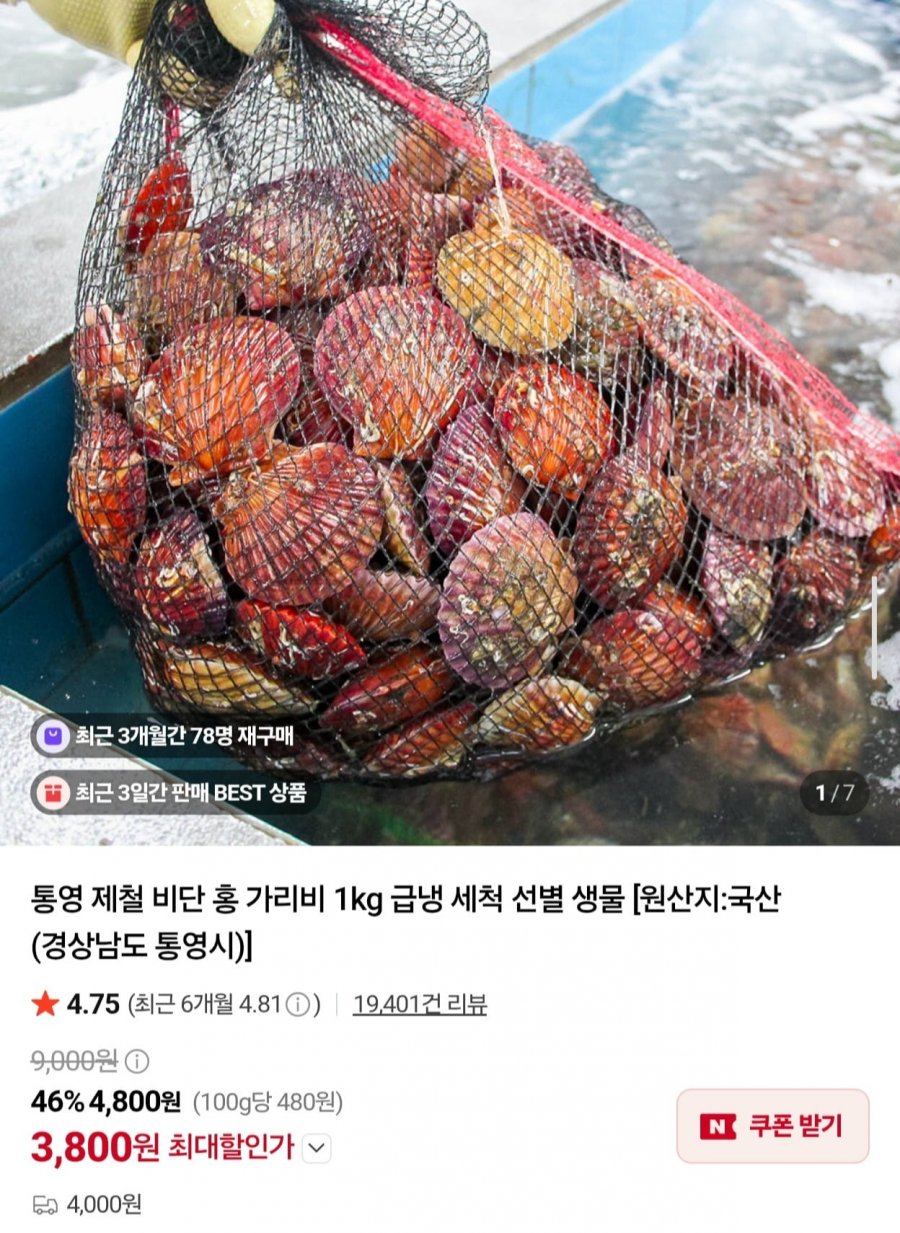 통영 제철 비단 홍가리비 3kg (13,400원/네멤무배)