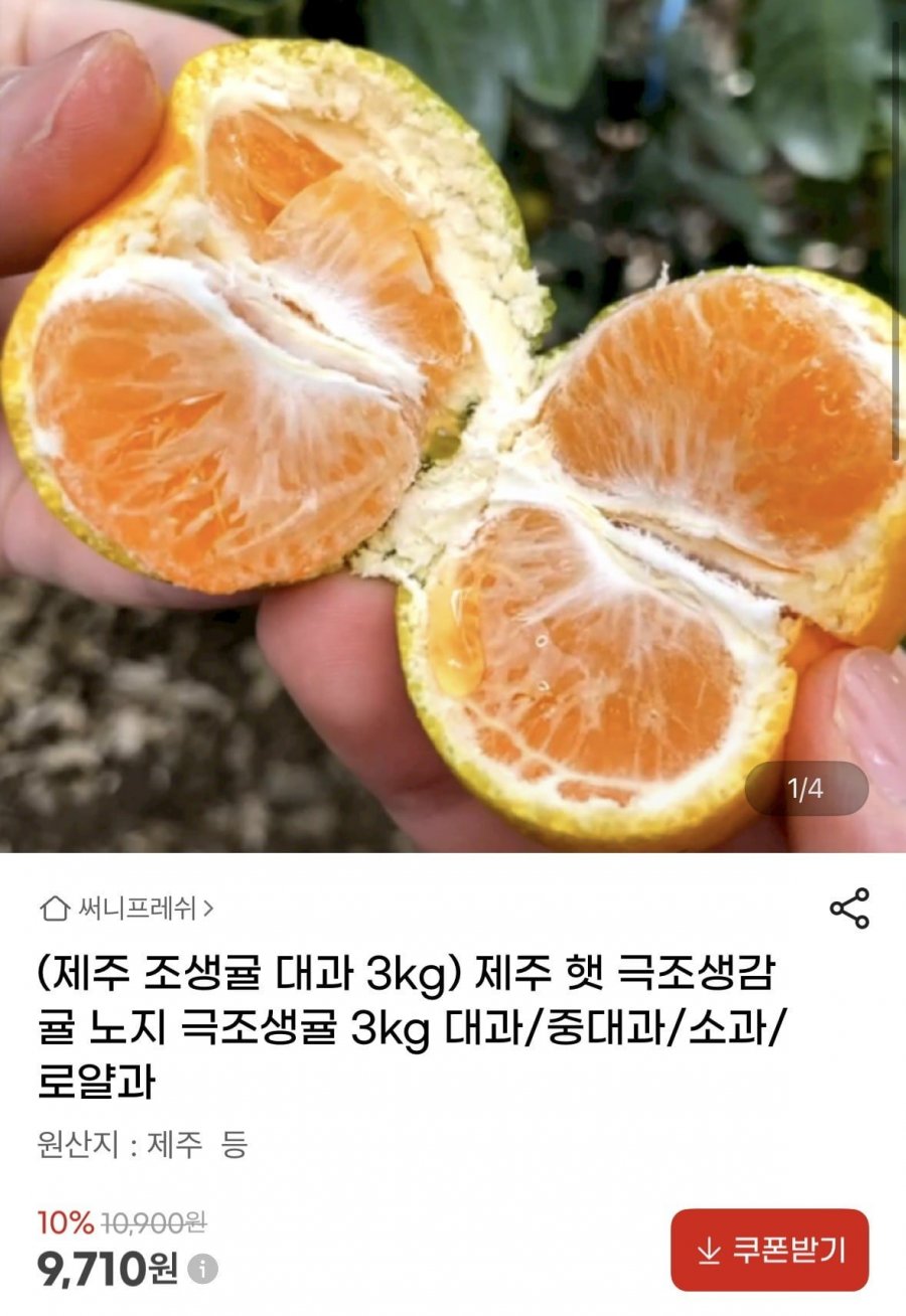 제주 극조생감귤 대과 3kg (9,710원/무료)