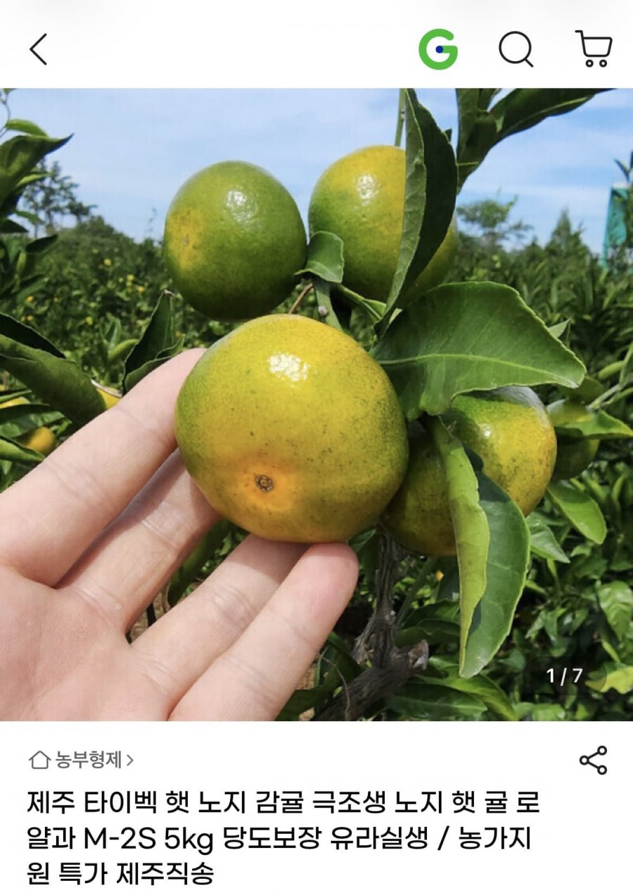 제주 타이벡 햇 노지 감귤 극조생 5kg 2S~M (12,640원/무료)