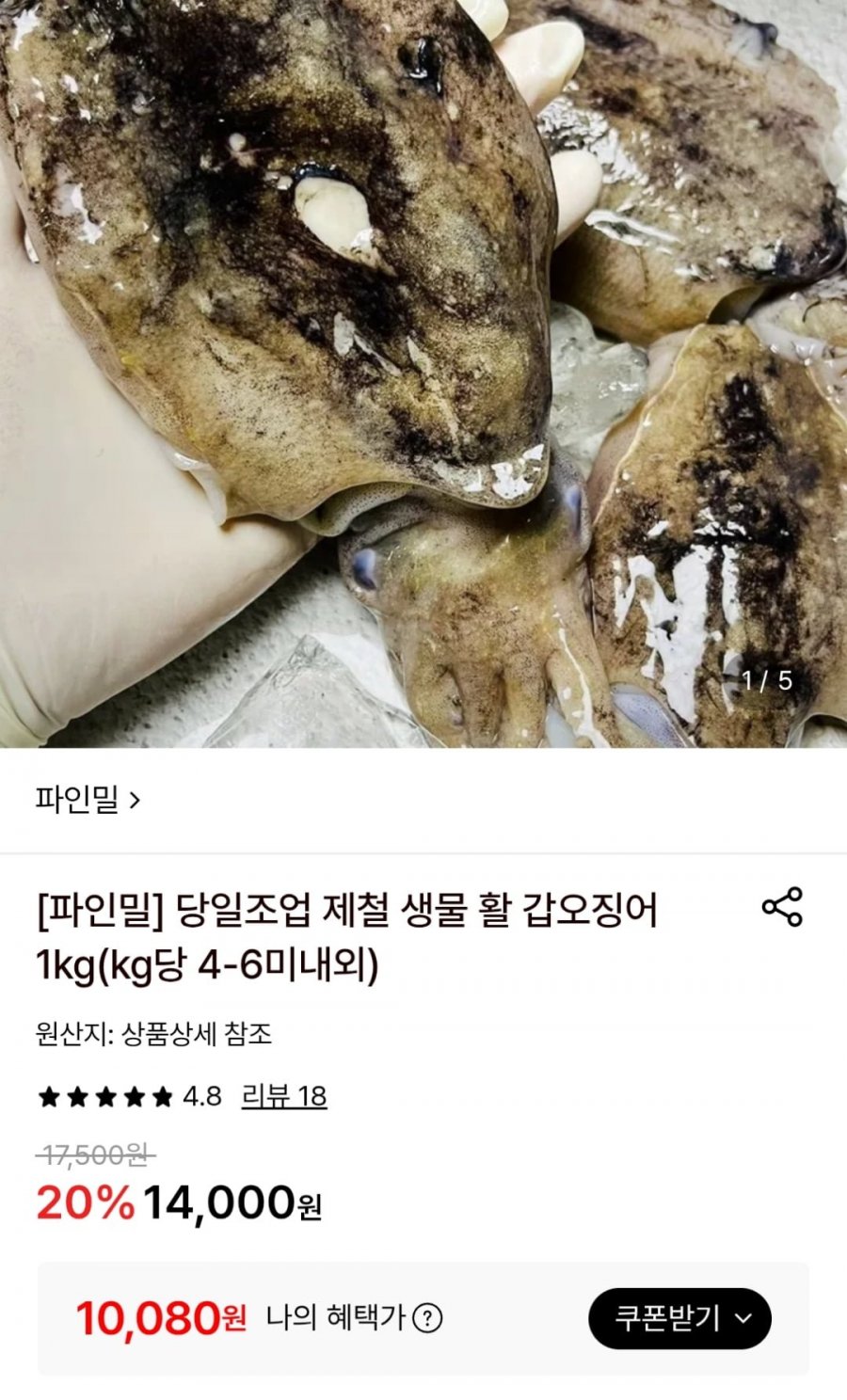 국내산 생물 활 갑오징어 1kg 4-6미 (토스10,080원 / 무료)