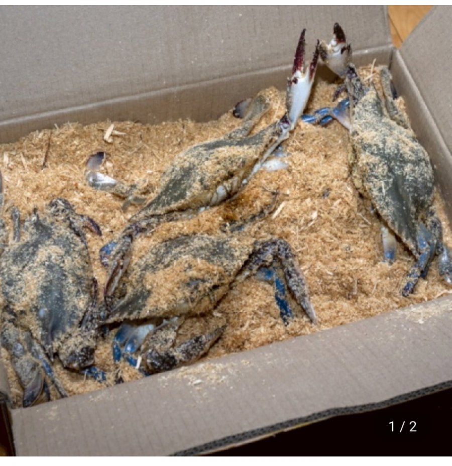 활 톱밥꽃게 3kg 12미 내외 (36,340원/무료)