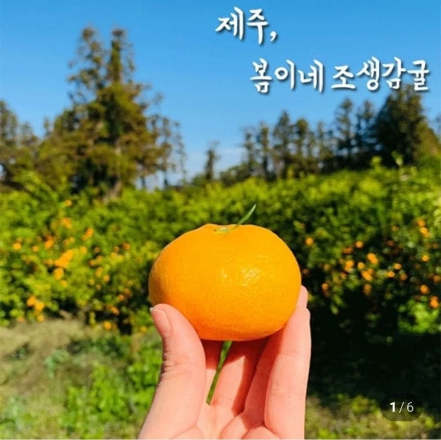 노지 조생 감귤 로얄과 3kg (9,900원/무료배송)