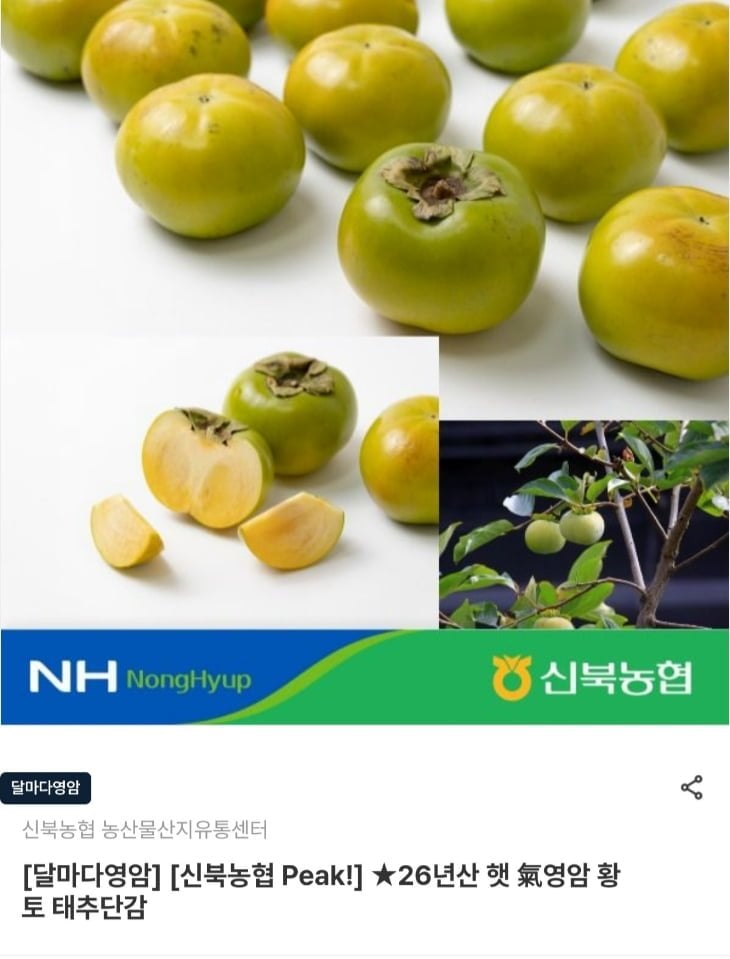 26년산 영암 황토 태추단감 3kg 혼합 가정용(15-20과) (14,320원/무료)