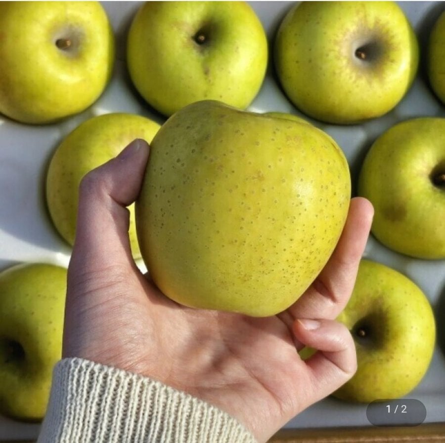 경북 시나노골드 황금사과 5kg 소과 (13,560원/무료)