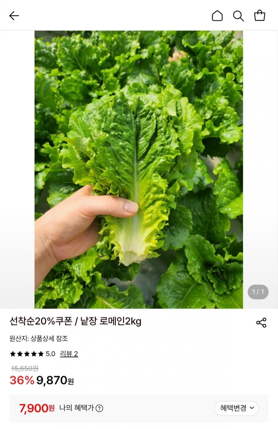 국내산 산지직송 낱장 로메인 2kg (7,900원/무배)