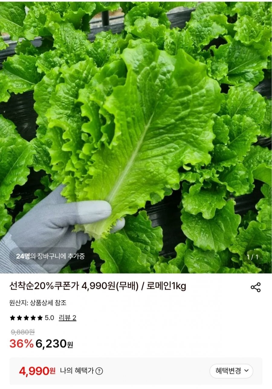 로메인 상추 1kg (4,990원/무료)