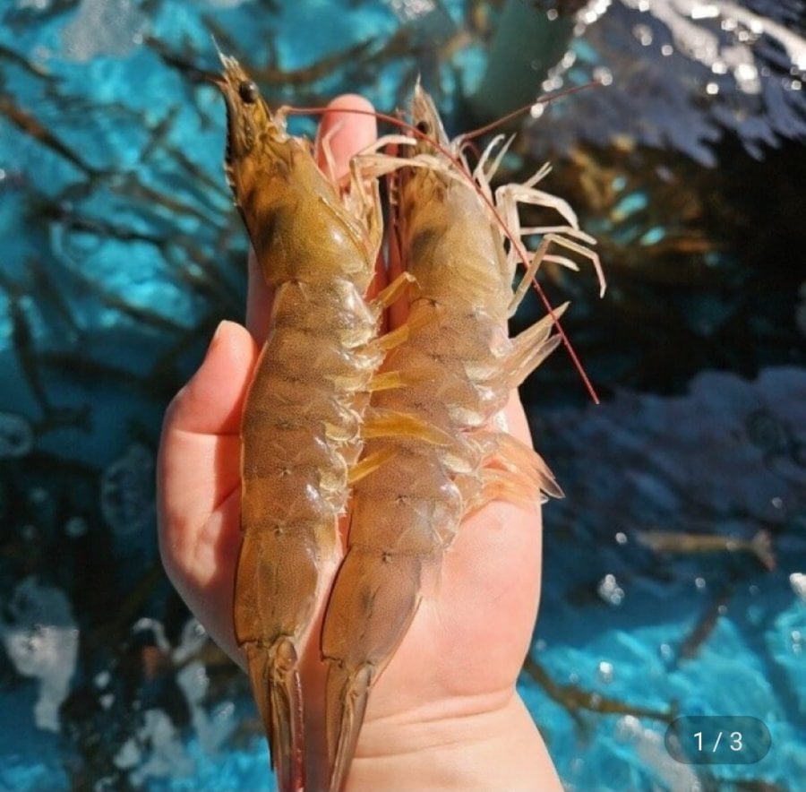 흰다리새우 1kg 28~32미 (19,800원/무료)