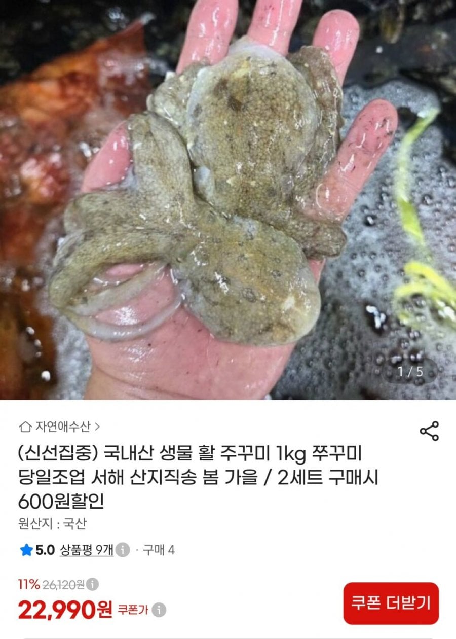 국내산 생물 활 쭈꾸미 1kg 15-20미 (22,990원/무료)