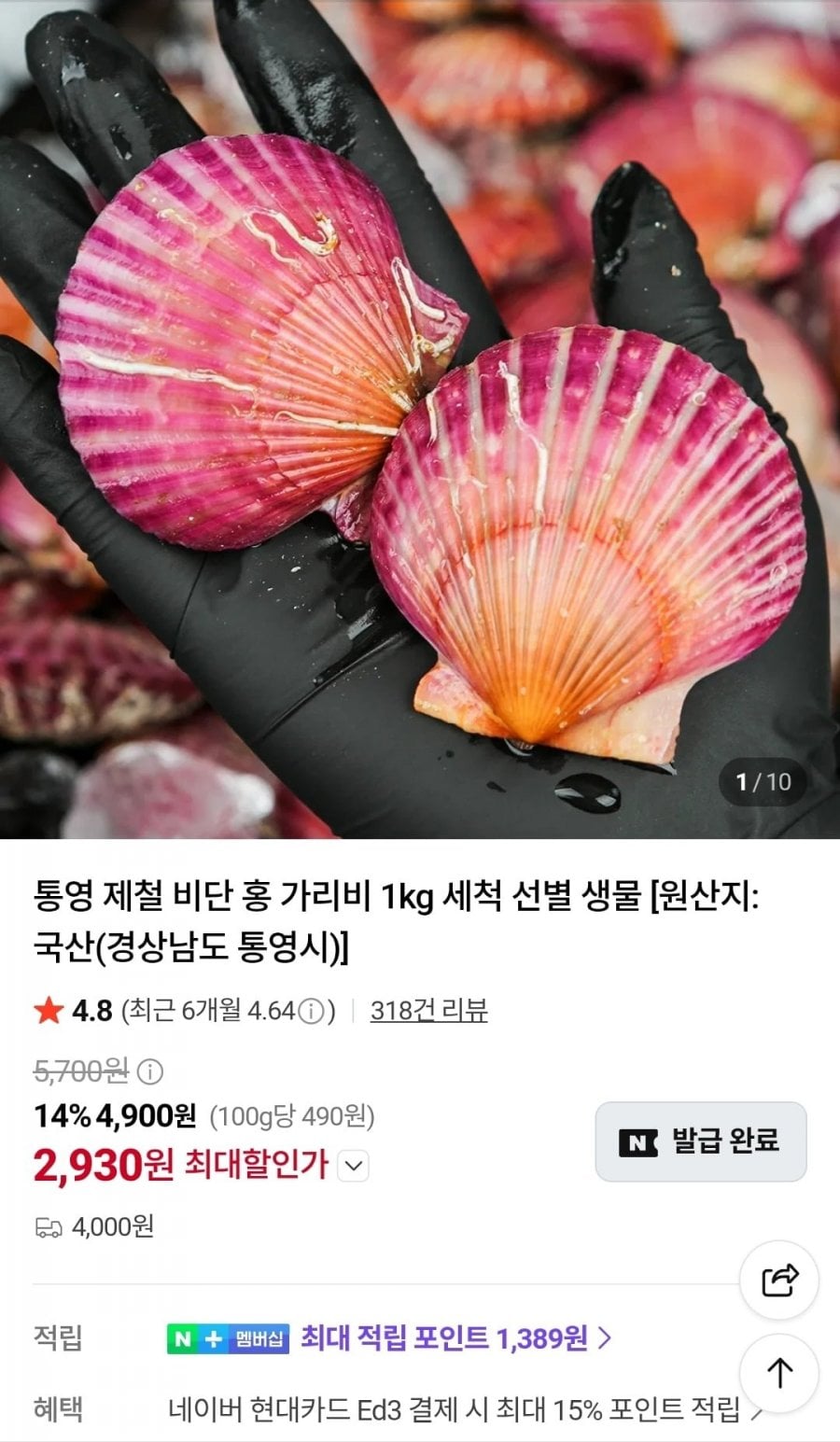 통영 제철 비단 홍가리비 2kg (6,360원/네멤무배)