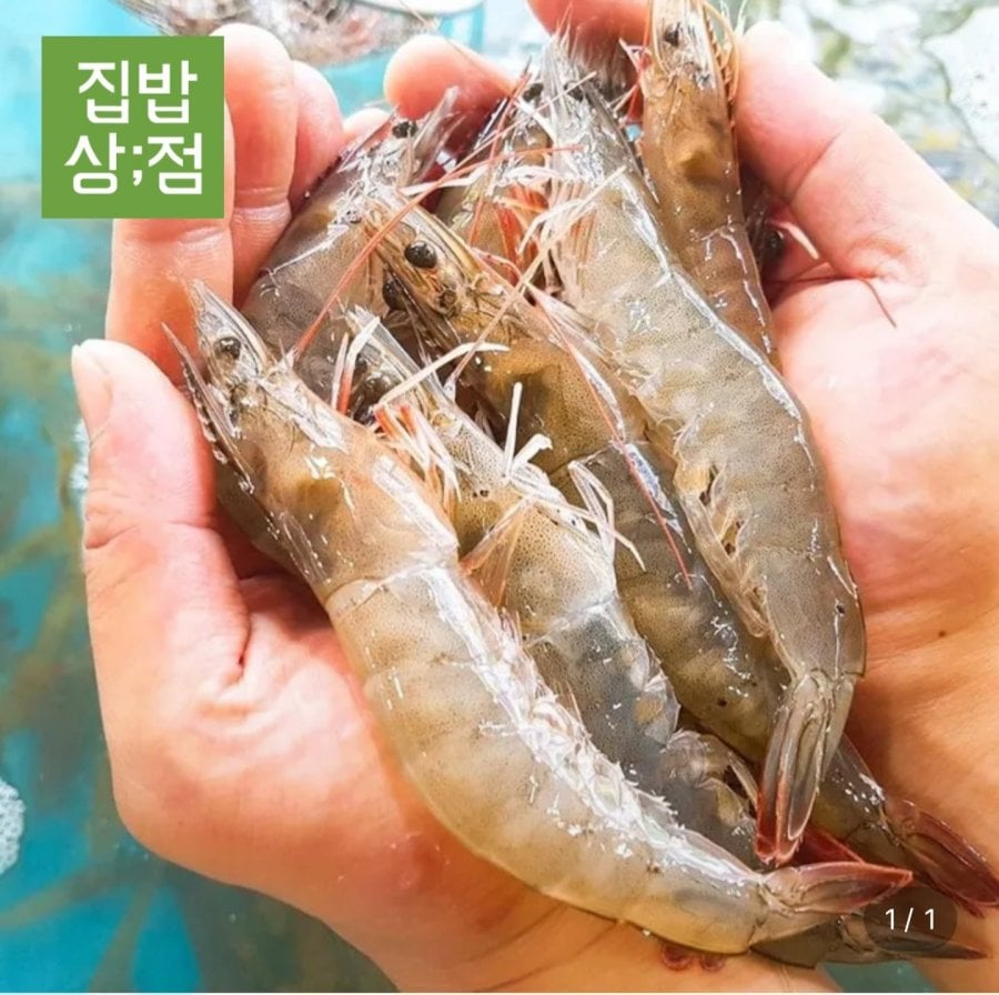국내산 활새우 1kg (16,040원/무료)