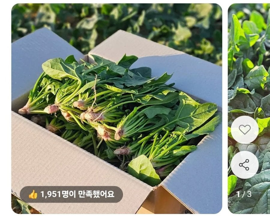 남해 보물초 시금치 1kg (8,190원 / 무배)