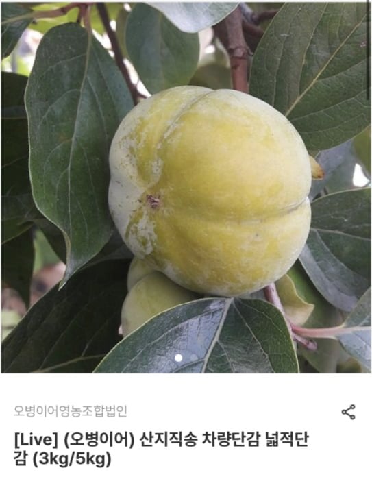 산지직송 차량단감 3kg (9,030원~/무료)