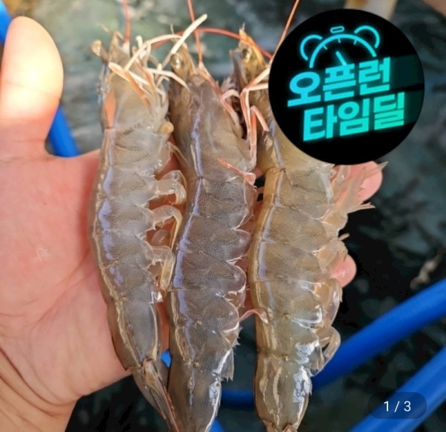 국내산 제철 활 흰다리새우 1kg 대사이즈 (28~32미) (15,980원/무료)