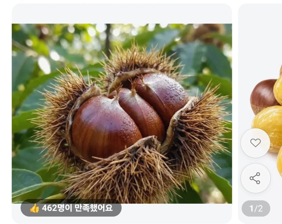 국산 공주 밤 2kg (15,900원/무료)