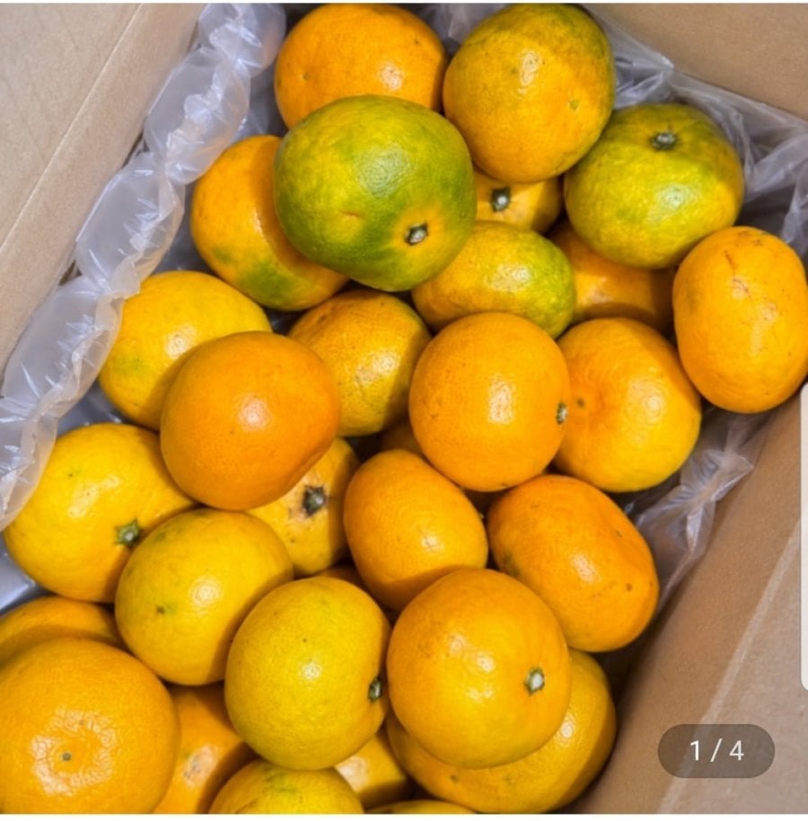 가정용 귤 랜덤과 (2S-2L) 5kg (8,550원/무료배송)